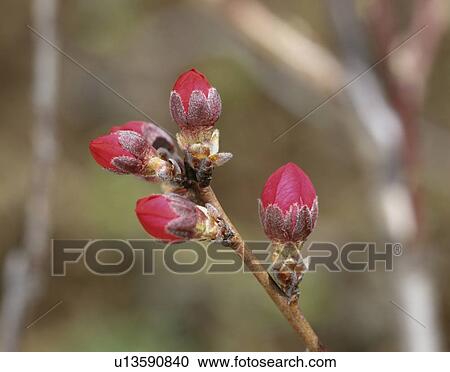 Peach blossom buds, Tochigi Prefecture, Japan View Large Photo Image Stock Image - Peach blossom buds, Tochigi Prefecture, Japan. Fotosearch