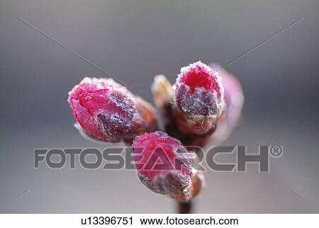 Peach blossoms covered in frost, Yaita, Tochigi Prefecture, Japan View Large Photo Image Stock Image - Peach blossoms covered in frost, Yaita, Tochigi Prefecture, Japan. Fotosearch