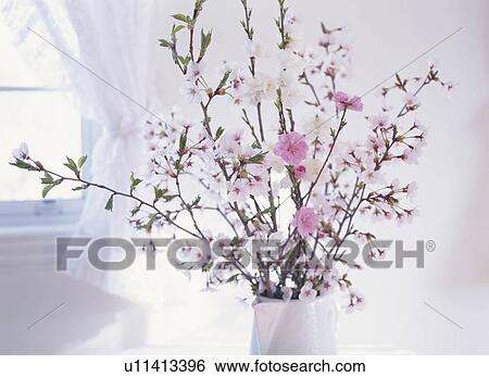 Stock Photograph - Peach blossoms in a vase by a window. Fotosearch