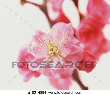 Peach blossoms View Large Photo Image Picture - Peach blossoms. Fotosearch