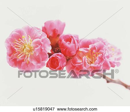 Stock Photo - Peach blossoms. Fotosearch