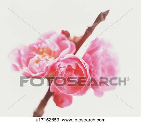 Peach blossoms View Large Photo Image Stock Photo - Peach blossoms. Fotosearch