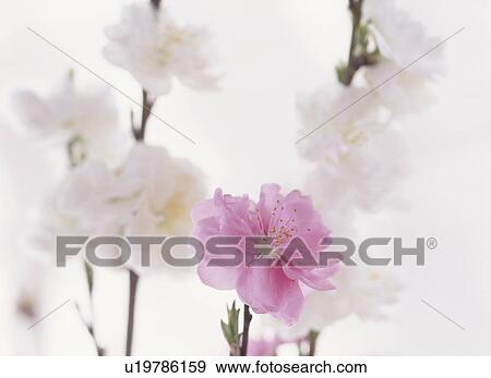 Stock Photo - Peach blossoms. Fotosearch