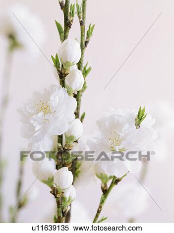 Stock Photography - Peach blossoms. Fotosearch