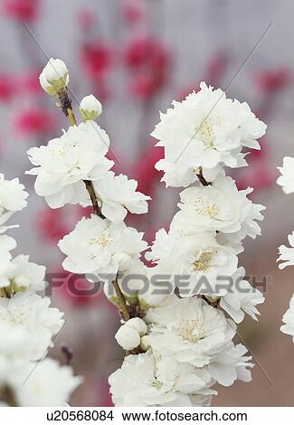 Picture - Peach blossoms, Tochigi Prefecture, Japan. Fotosearch