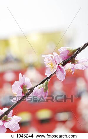 Picture - Peach flowers on branch. Fotosearch