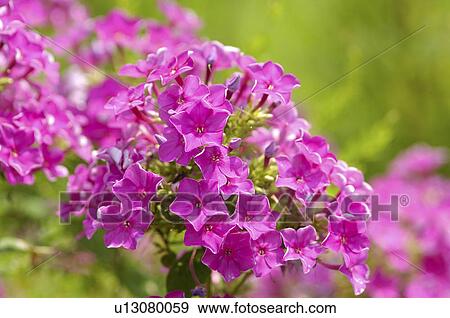 Perennial phlox View Large Photo Image Stock Photo - Perennial phlox. Fotosearch