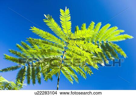 Picture - Persian Silk Tree branches under a blue sky. Fotosearch