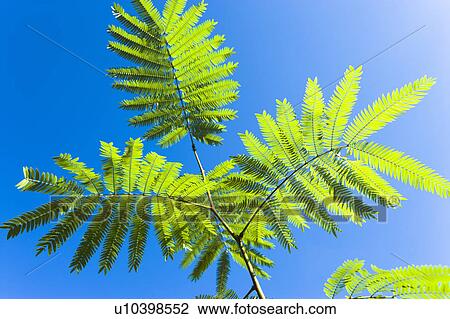 Stock Image - Persian Silk Tree branches under a blue sky. Fotosearch