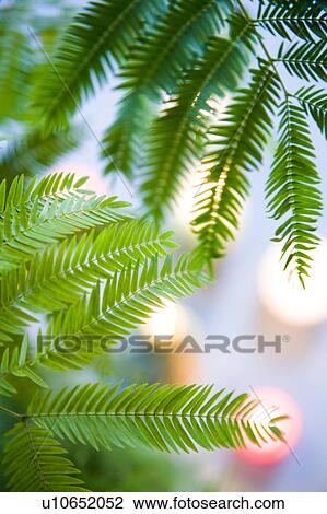 Persian Silk Tree Leaves Stock Image U Fotosearch