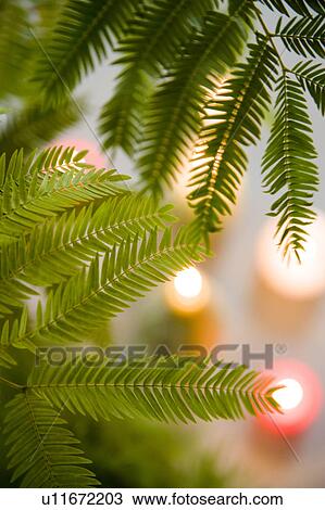 Persian Silk Tree leaves View Large Photo Image Stock Image - Persian Silk Tree leaves. Fotosearch