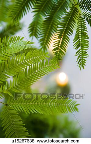 Stock Photo - Persian Silk Tree leaves. Fotosearch