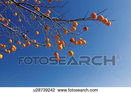 Persimmon tree, Yamanashi Prefecture, Japan View Large Photo Image Stock Image - Persimmon tree, Yamanashi Prefecture, Japan. Fotosearch