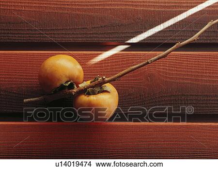 Picture - Persimmons growing on a branch. Fotosearch