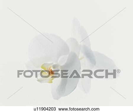 Stock Image - Phalaenopsis Orchid. Fotosearch