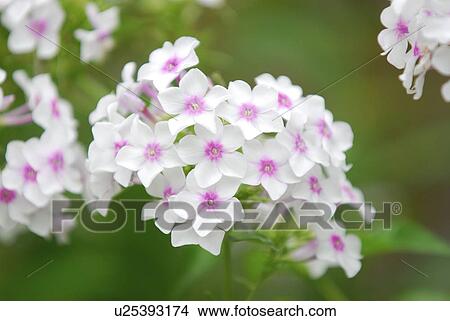 Picture - Phlox. Fotosearch