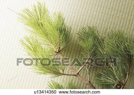 Stock Image - Pine branch. Fotosearch