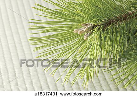 Pine branch View Large Photo Image Stock Image - Pine branch. Fotosearch