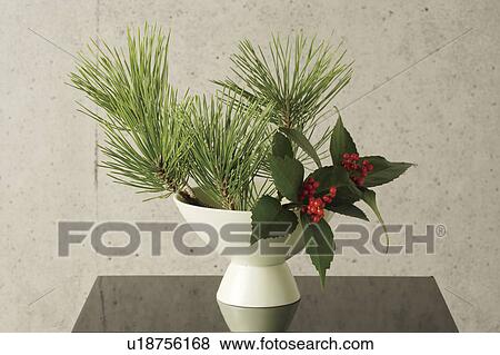 Pine branches and sacandra glabra in a white vase View Large Photo Image Stock Photo - Pine branches and sacandra glabra in a white vase. Fotosearch