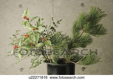 Pine branches and sacandra glabra in a vase View Large Photo Image Stock Photograph - Pine branches and sacandra glabra in a vase. Fotosearch