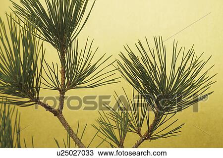 Pine branches View Large Photo Image Stock Image - Pine branches. Fotosearch