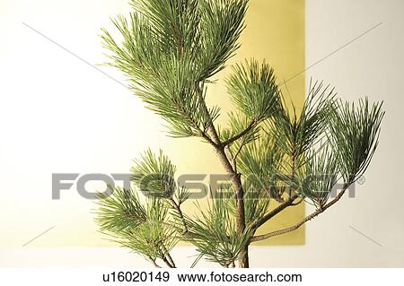 Stock Photo - Pine branches. Fotosearch