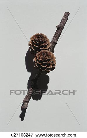 Pine cones on branch with white background View Large Photo Image Stock Photo - Pine cones on branch with white background. Fotosearch
