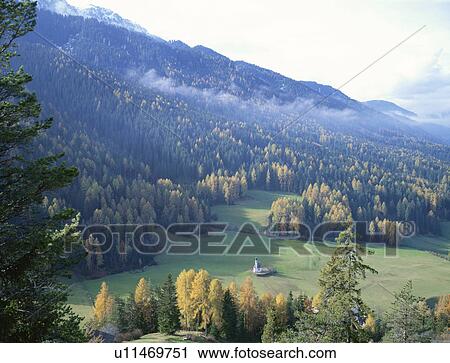 Pine tree forest and a small church, Dolomites, Italy View Large Photo Image Stock Image - Pine tree forest and a small church, Dolomites, Italy. Fotosearch