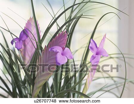 Stock Photo - Pineapple flowers. Fotosearch
