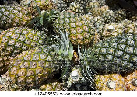 Stock Image - Pineapples, Iriomote island, Okinawa Prefecture, Japan. Fotosearch