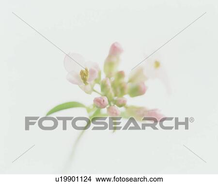 Picture - Pink blossom. Fotosearch