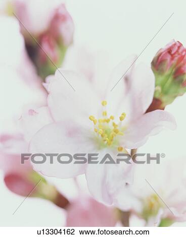 Pink blossoms View Large Photo Image Stock Image - Pink blossoms. Fotosearch