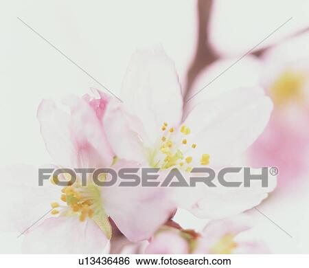 Stock Photograph - Pink blossoms. Fotosearch
