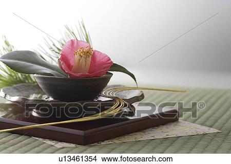 Picture - Pink camellia arranged in a bowl with mizuhiki cord and a pine branch. Fotosearch