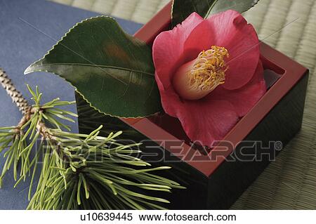 Pink camellia in a box next to a pine branch View Large Photo Image Stock Photography - Pink camellia in a box next to a pine branch. Fotosearch