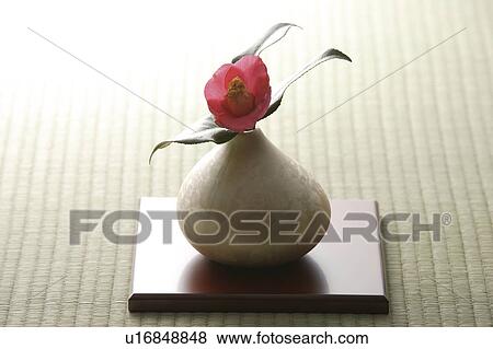 Pink camellia in a vase on a wooden square View Large Photo Image Stock Photo - Pink camellia in a vase on a wooden square. Fotosearch