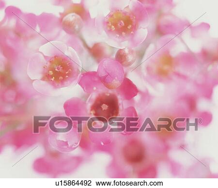 Pink cherry blossoms View Large Photo Image Stock Image - Pink cherry blossoms. Fotosearch