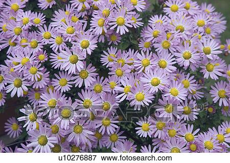 Stock Photo - Pink chrysanthemums. Fotosearch