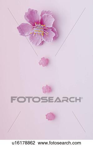 Stock Image - Pink flower and kompeito candy. Fotosearch