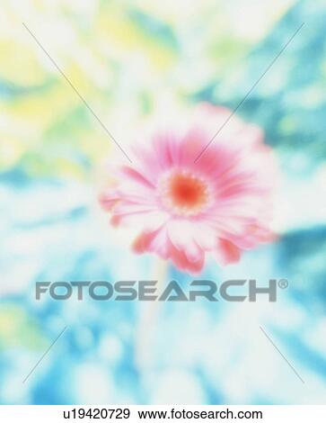 Stock Photo - Pink flower and textured background. Fotosearch