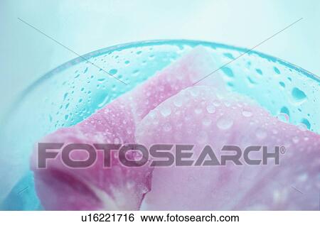Stock Photograph - Pink flower in blue bowl with raindrops. Fotosearch
