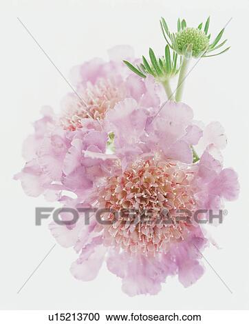 Pink Flower View Large Photo Image Stock Image - Pink Flower. Fotosearch