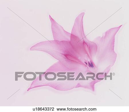 Stock Image - Pink flower. Fotosearch