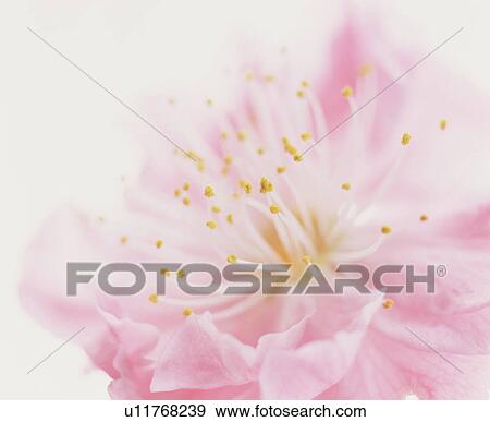 Pink Flower View Large Photo Image Stock Photo - Pink Flower. Fotosearch