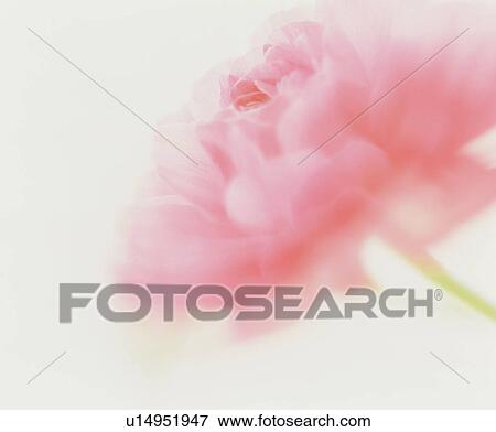 Pink Flower View Large Photo Image Stock Photo - Pink Flower. Fotosearch