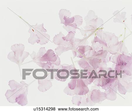 Stock Photo - Pink Flower. Fotosearch