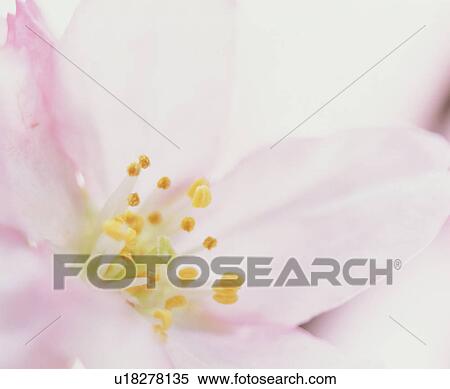 Stock Photography - Pink Flower. Fotosearch