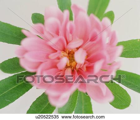 Stock Photography - Pink flower. Fotosearch