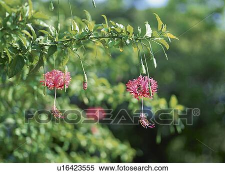 Stock Photography - Pink flowers, Okinawa Prefecture, Japan. Fotosearch