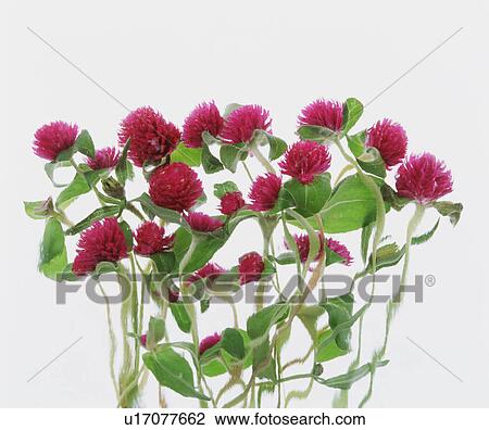 Pink Flowers View Large Photo Image Stock Image - Pink Flowers. Fotosearch
